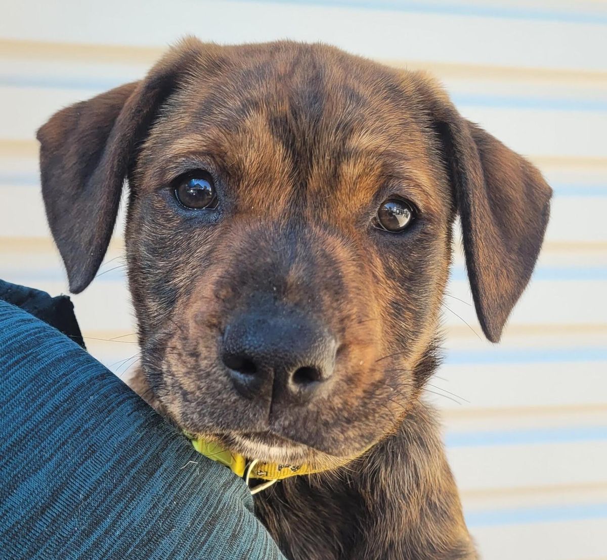 Gallery image: Chanterelle