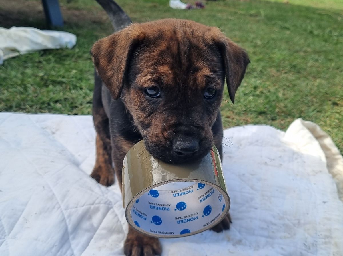 Gallery image: Shiitake