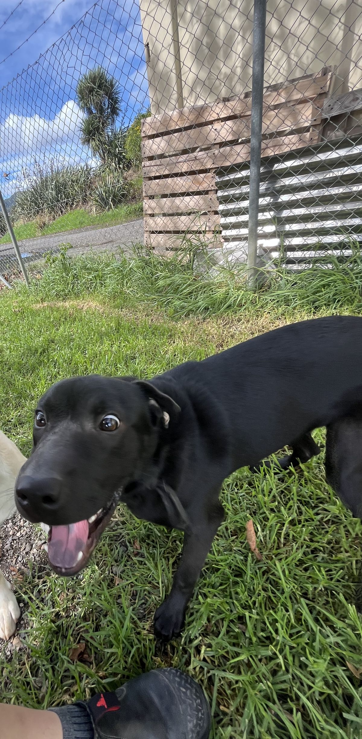 Gallery image: Raine