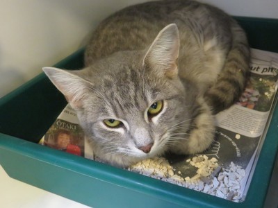 Bounty - Domestic Short Hair