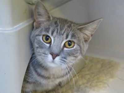 Wispa - Domestic Short Hair