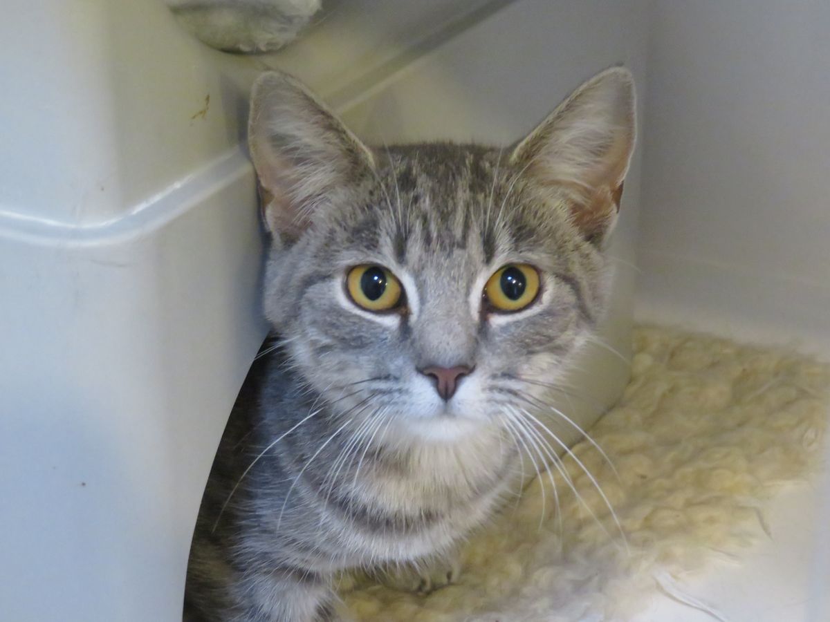 Gallery image: Wispa