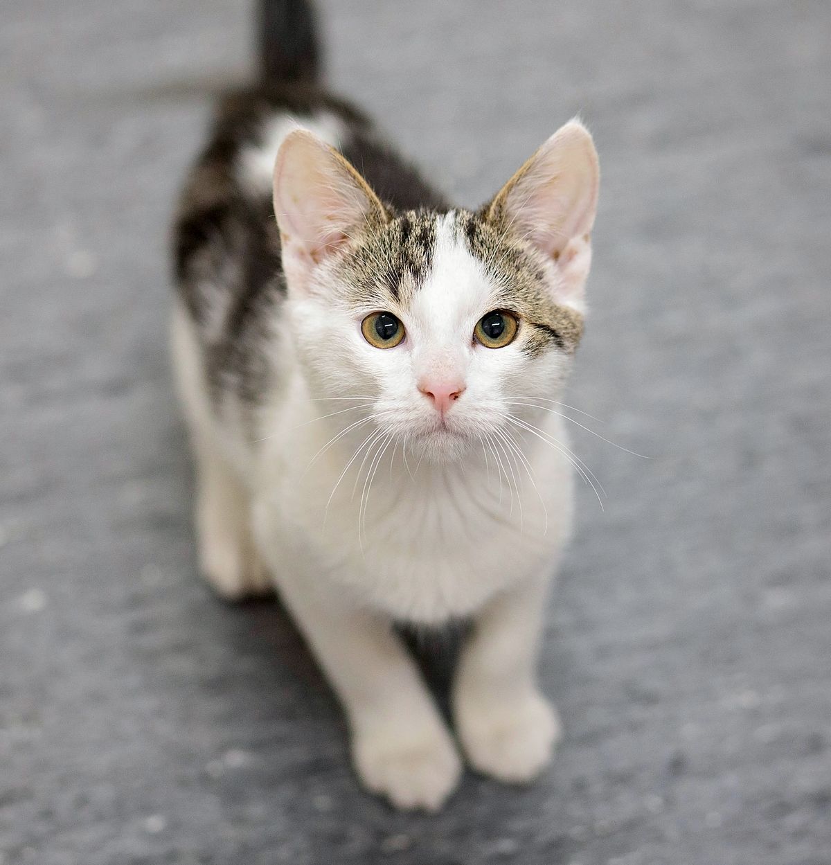 Gallery image: Jon Snow