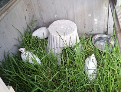 Magnolia And Friends - Quail