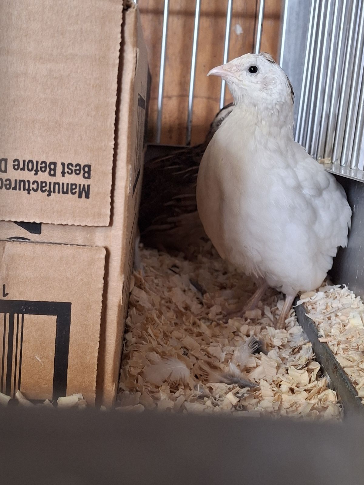 Gallery image: Magnolia And Friends