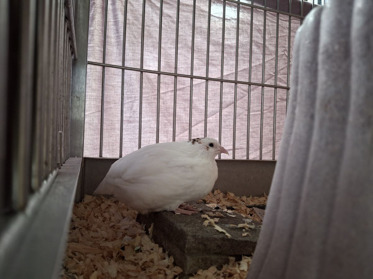 Gallery image: Magnolia And Friends