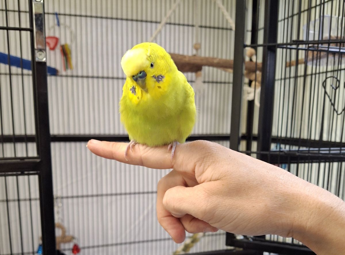 Gallery image: Mr. Pickles