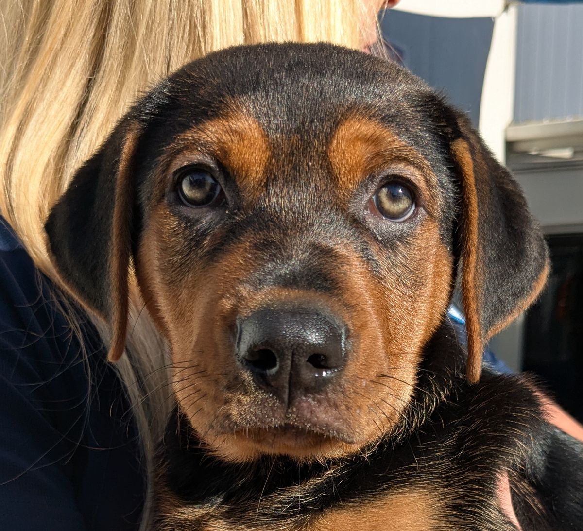 Gallery image: Reishi