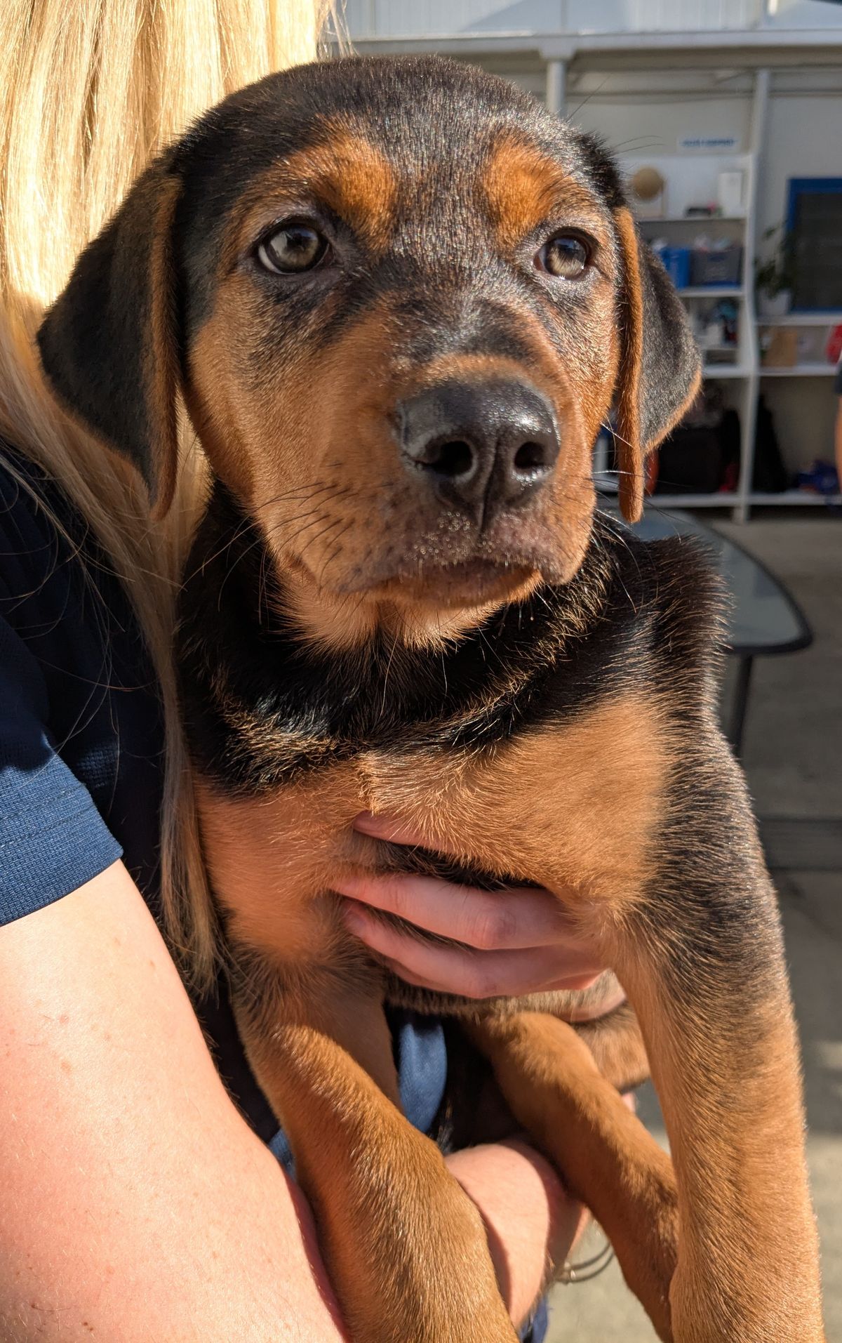 Gallery image: Reishi