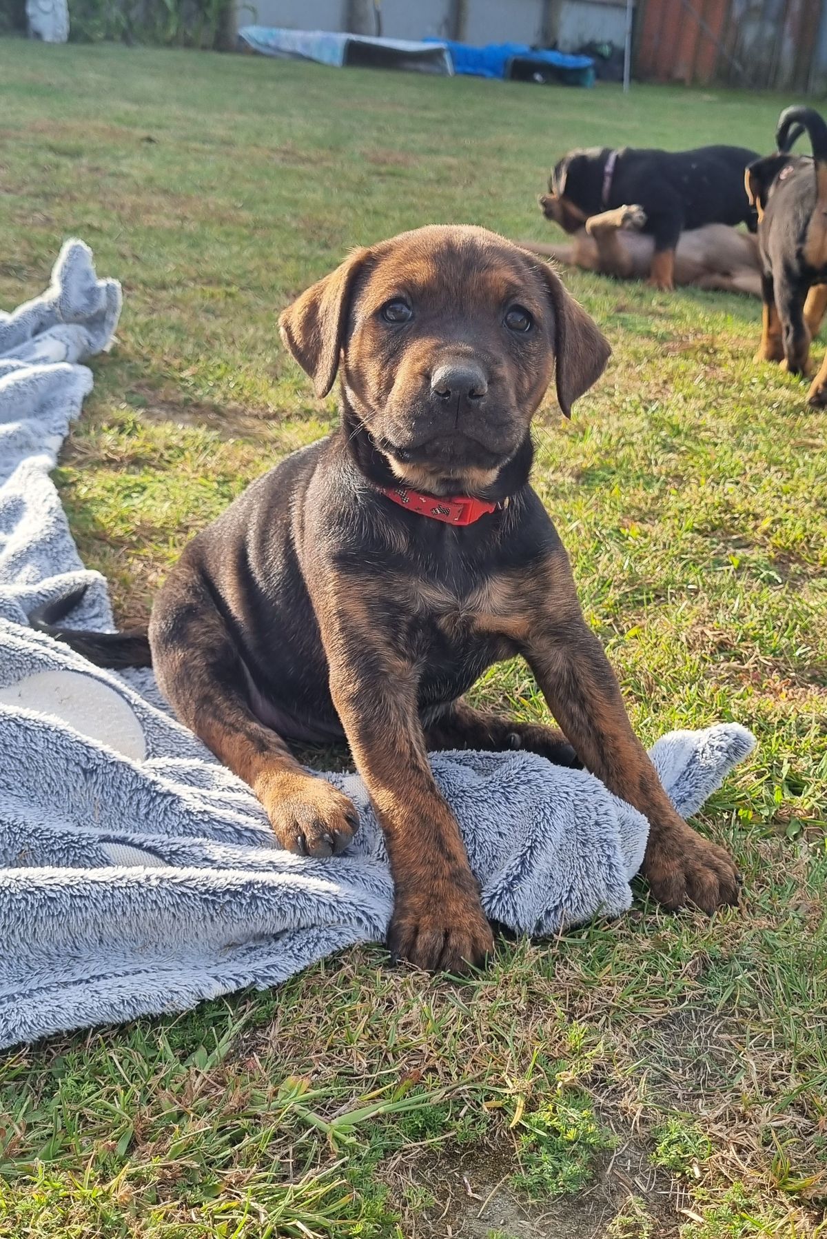 Gallery image: Shiitake