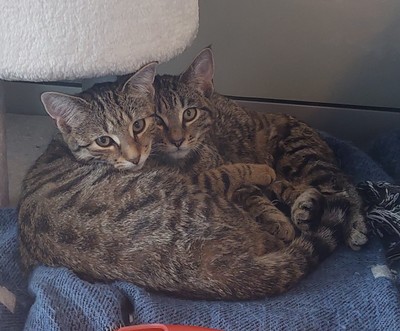 Nala - Domestic Short Hair