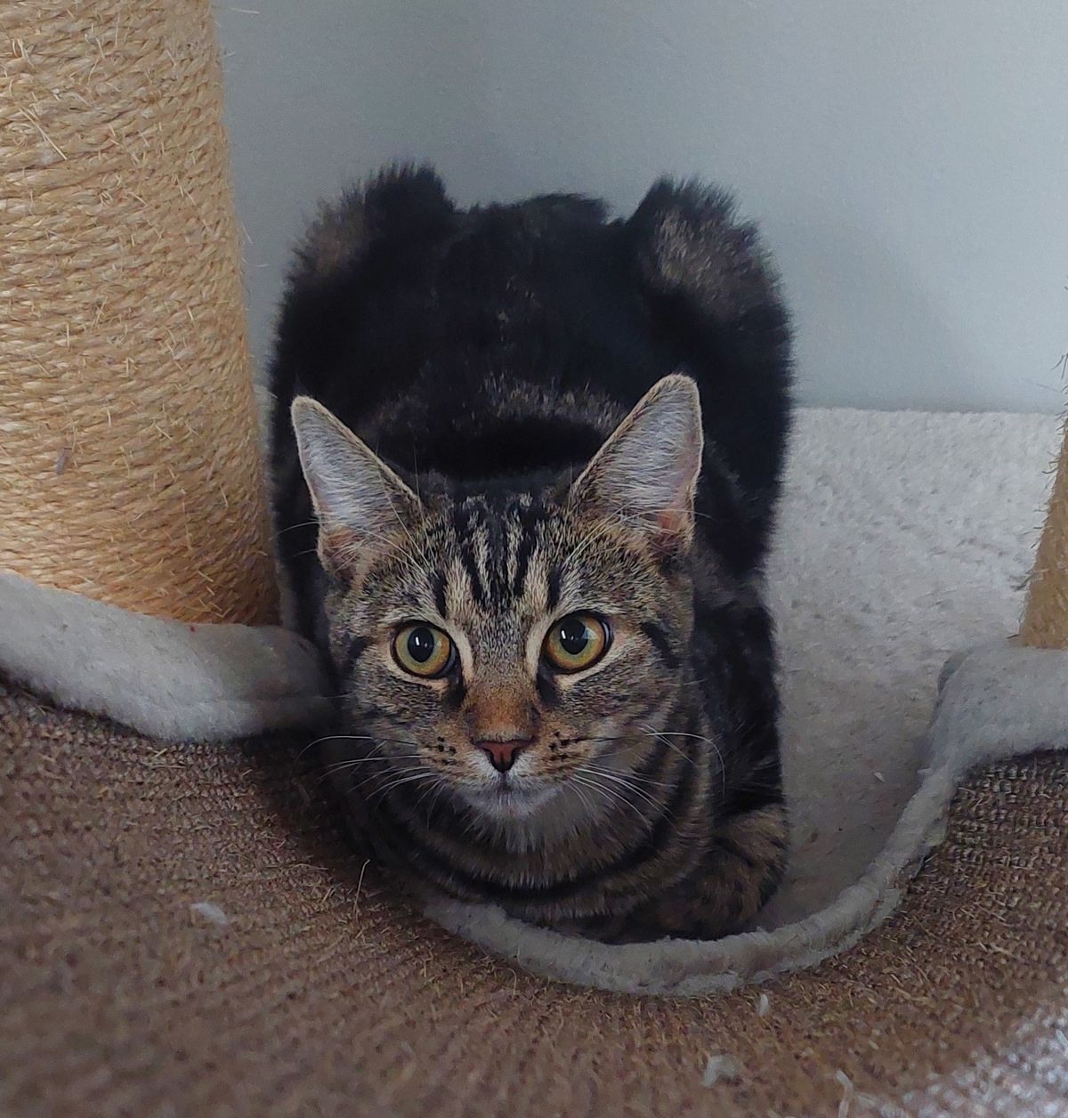 Gallery image: Bonnie