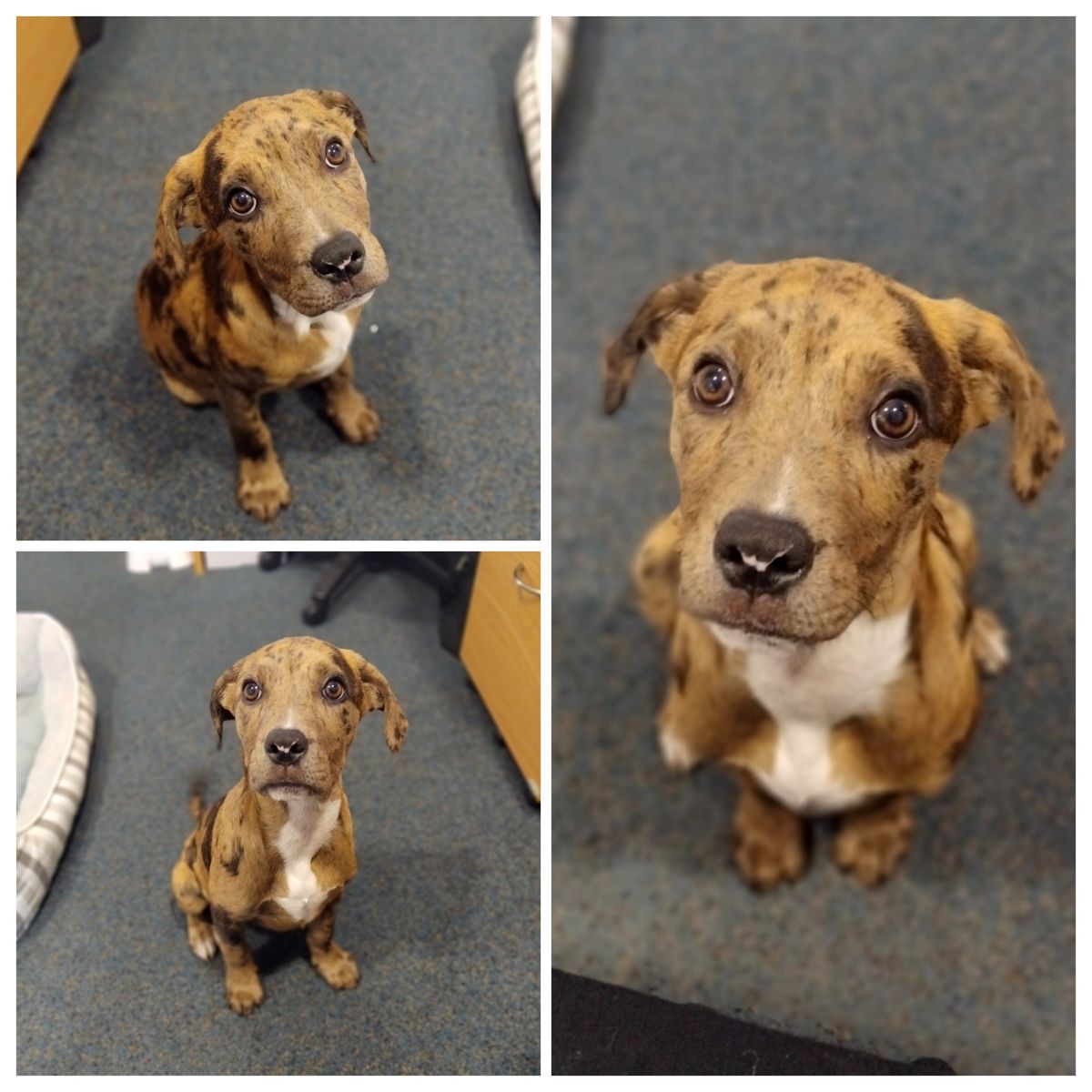 Gallery image: Maple