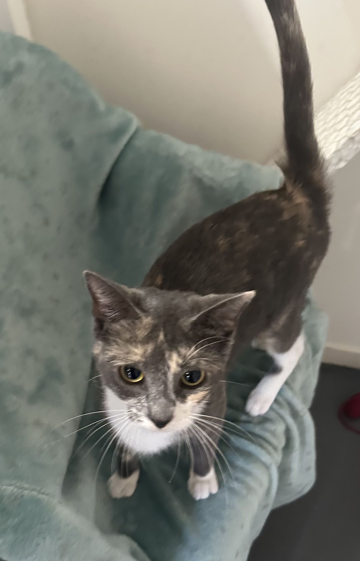 Gallery image: Margarita