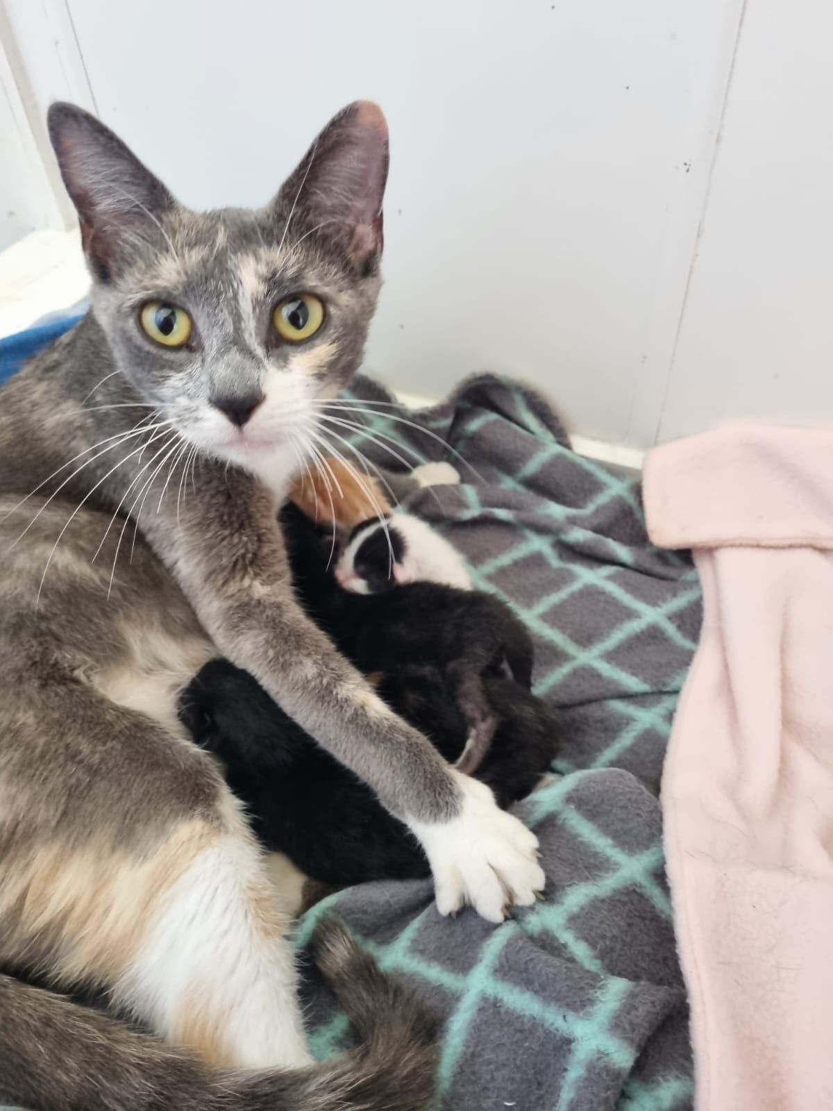 Gallery image: Margarita