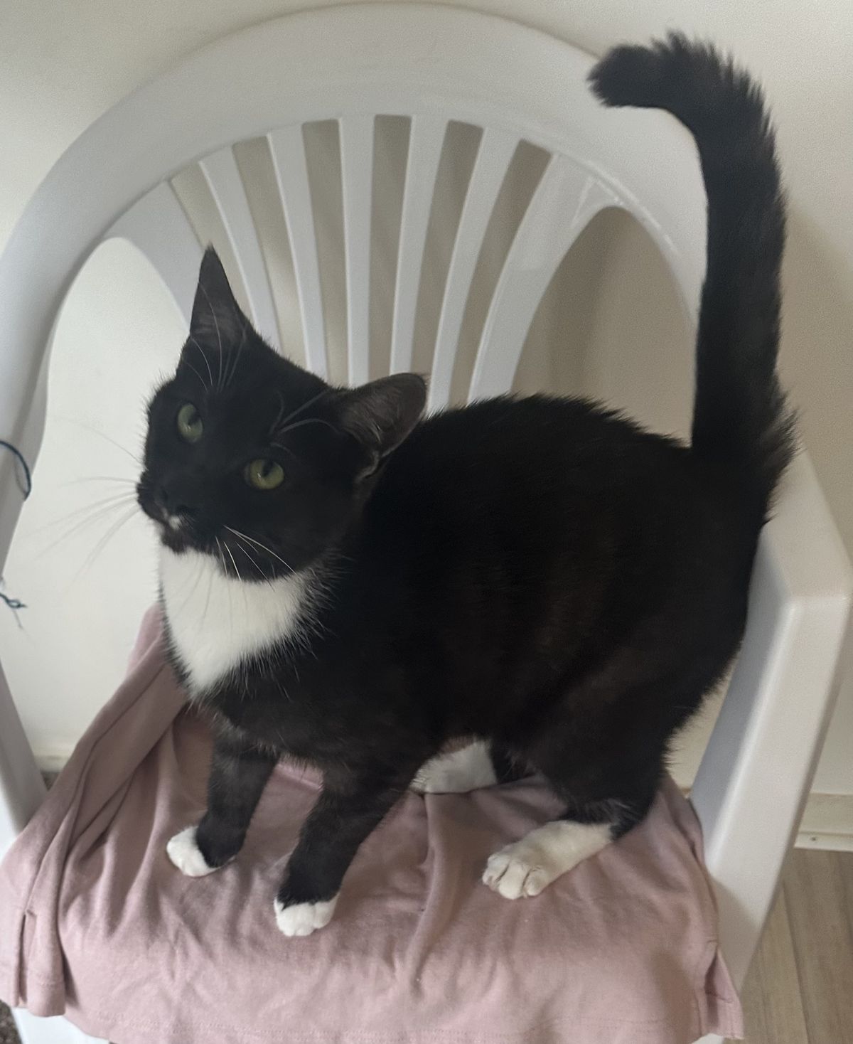 Gallery image: Peeny Weeny