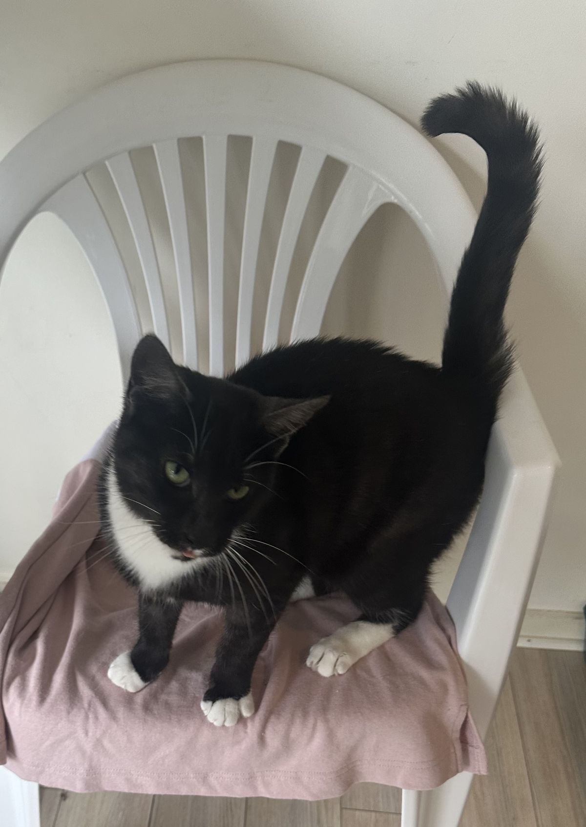 Gallery image: Peeny Weeny