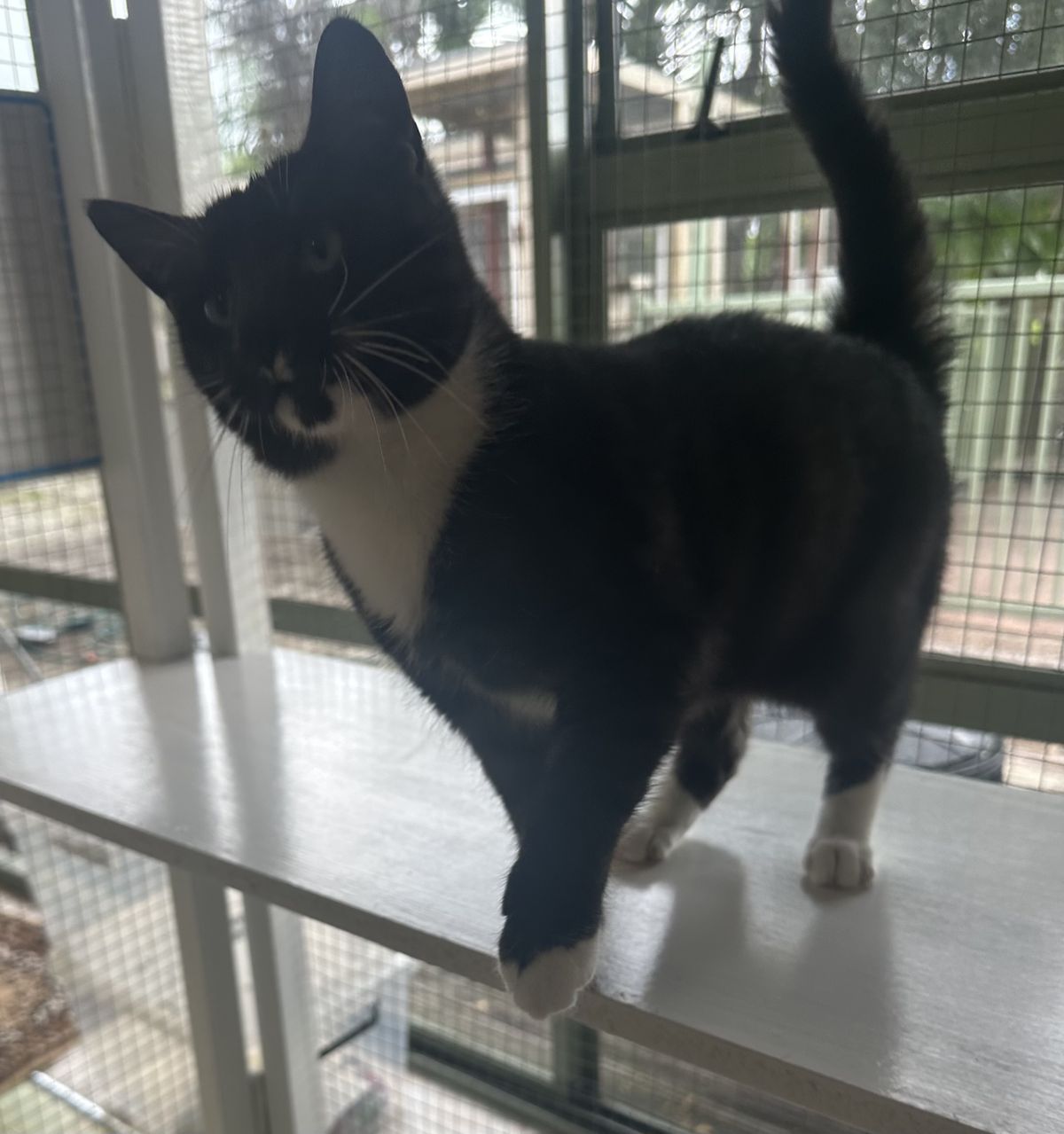 Gallery image: Peeny Weeny