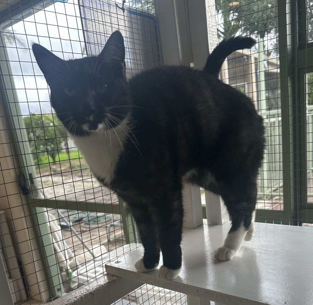 Gallery image: Peeny Weeny