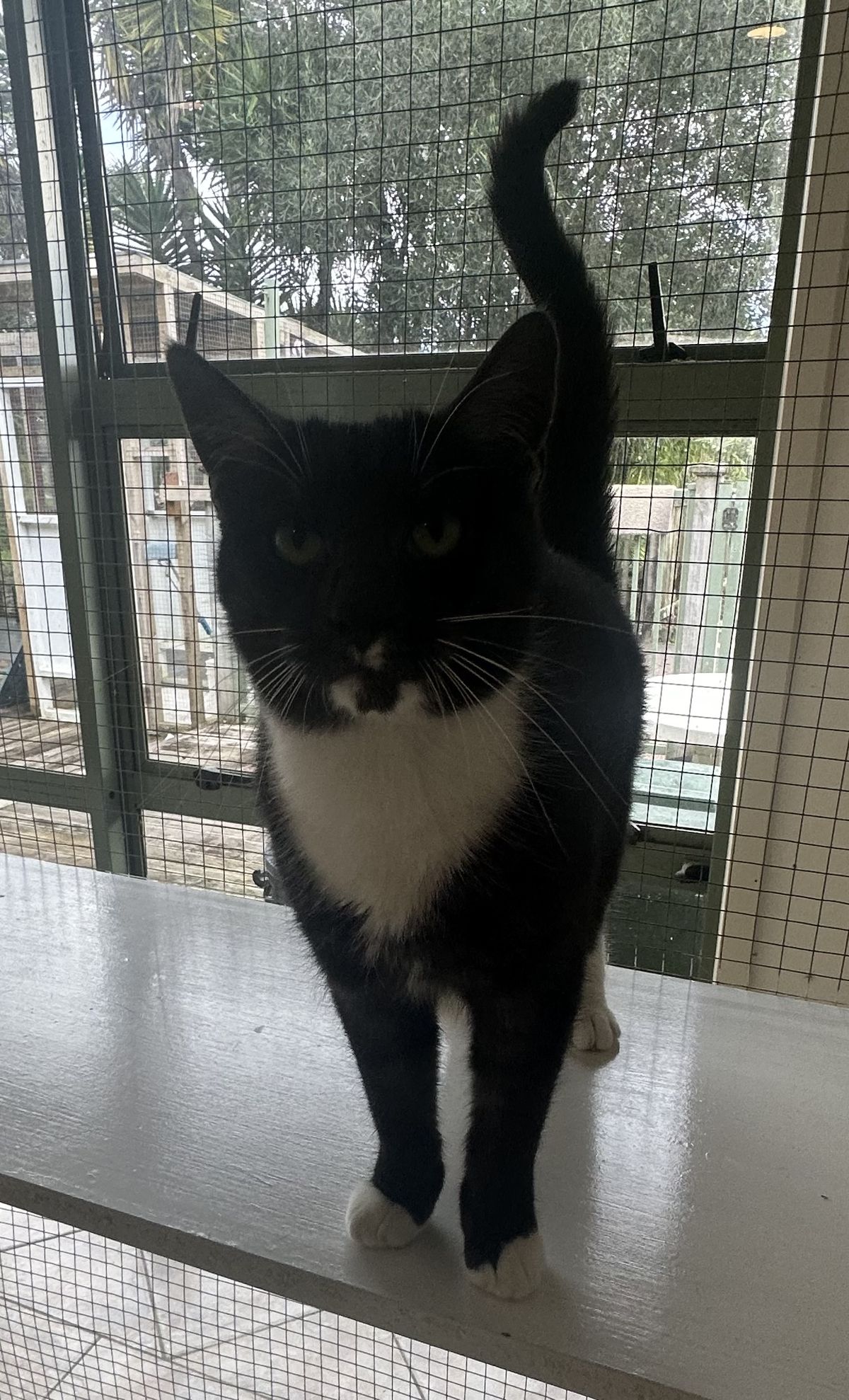 Gallery image: Peeny Weeny