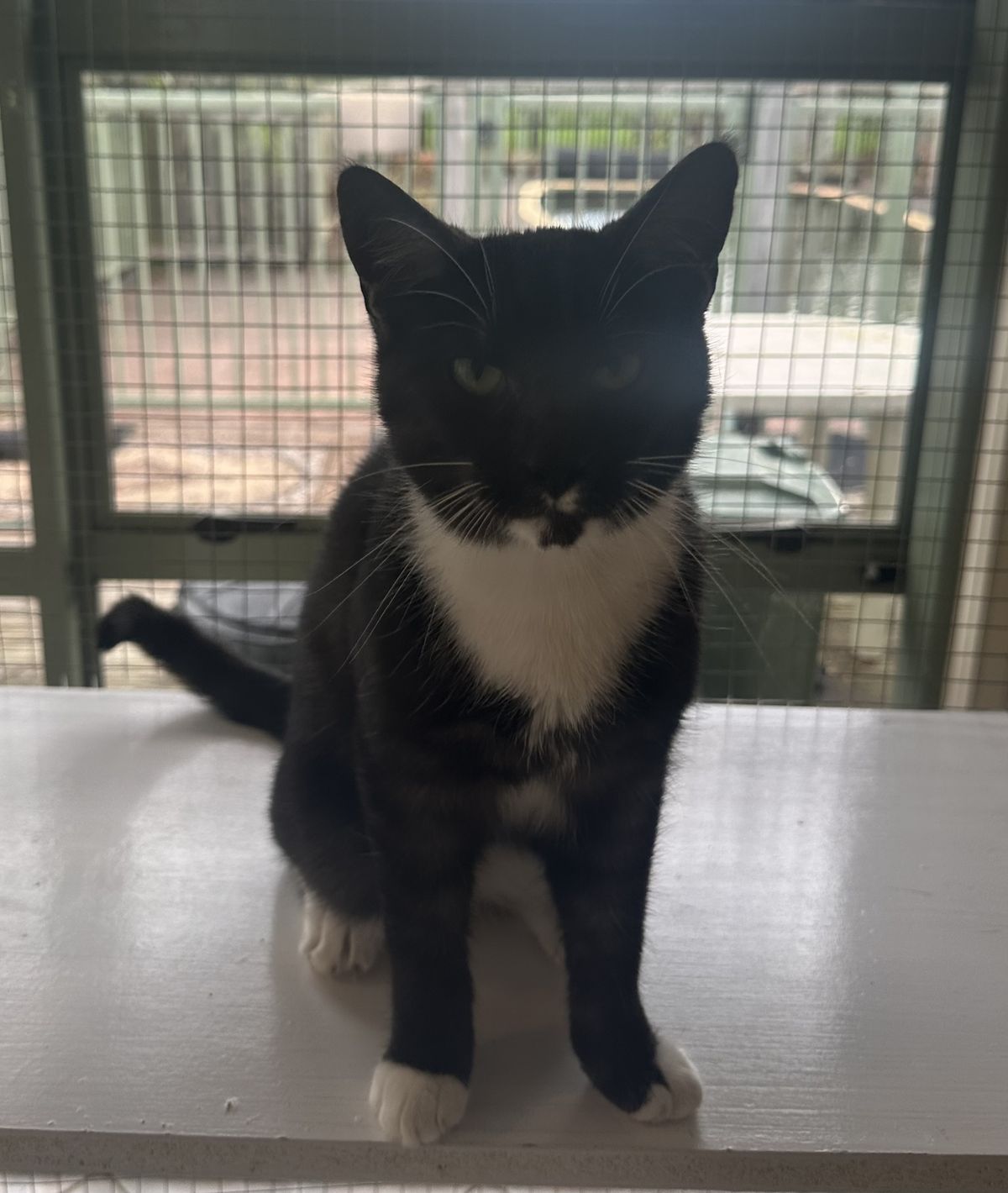 Gallery image: Peeny Weeny