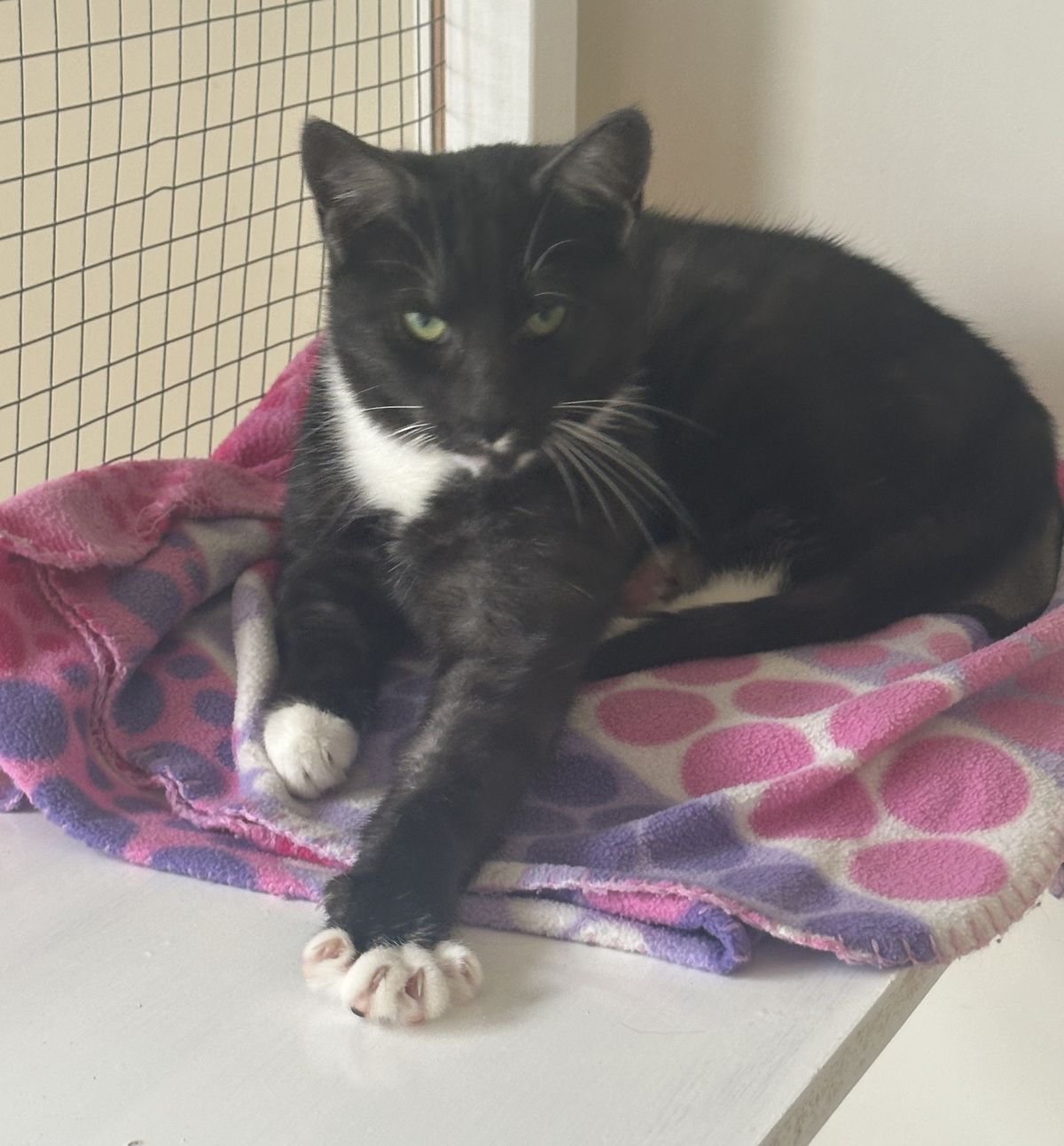 Gallery image: Peeny Weeny