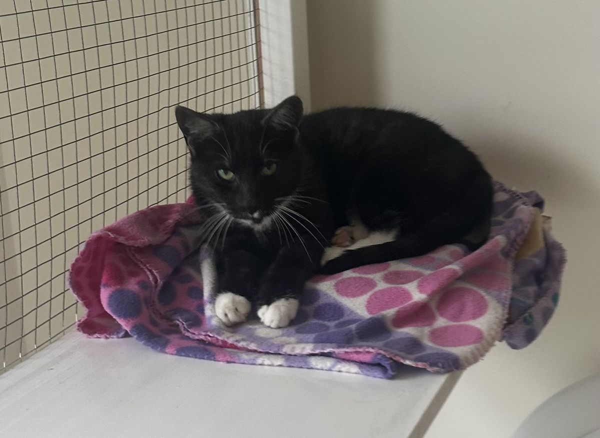 Gallery image: Peeny Weeny