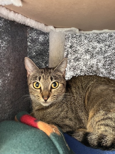 Octavia - Domestic Short Hair