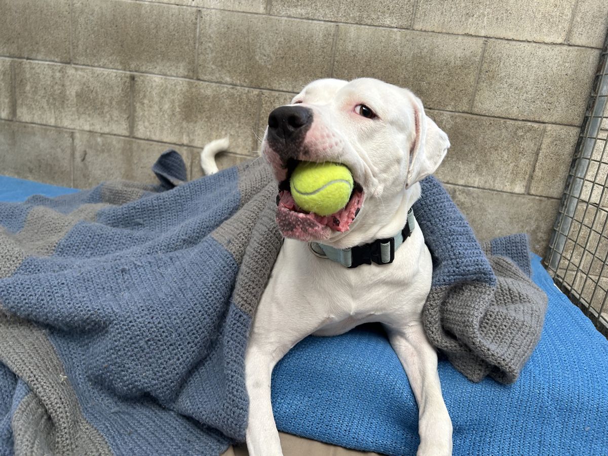 Gallery image: Cooper