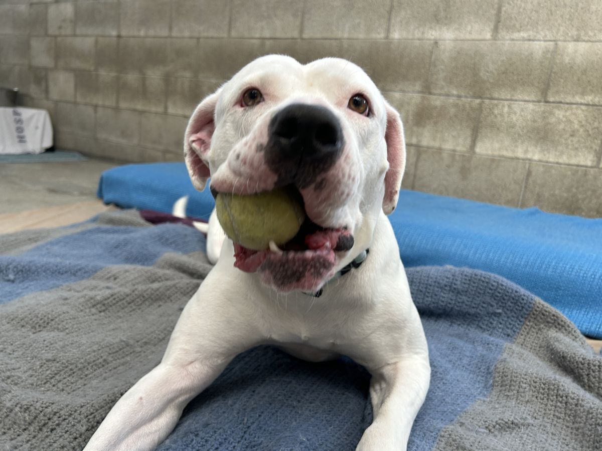 Gallery image: Cooper