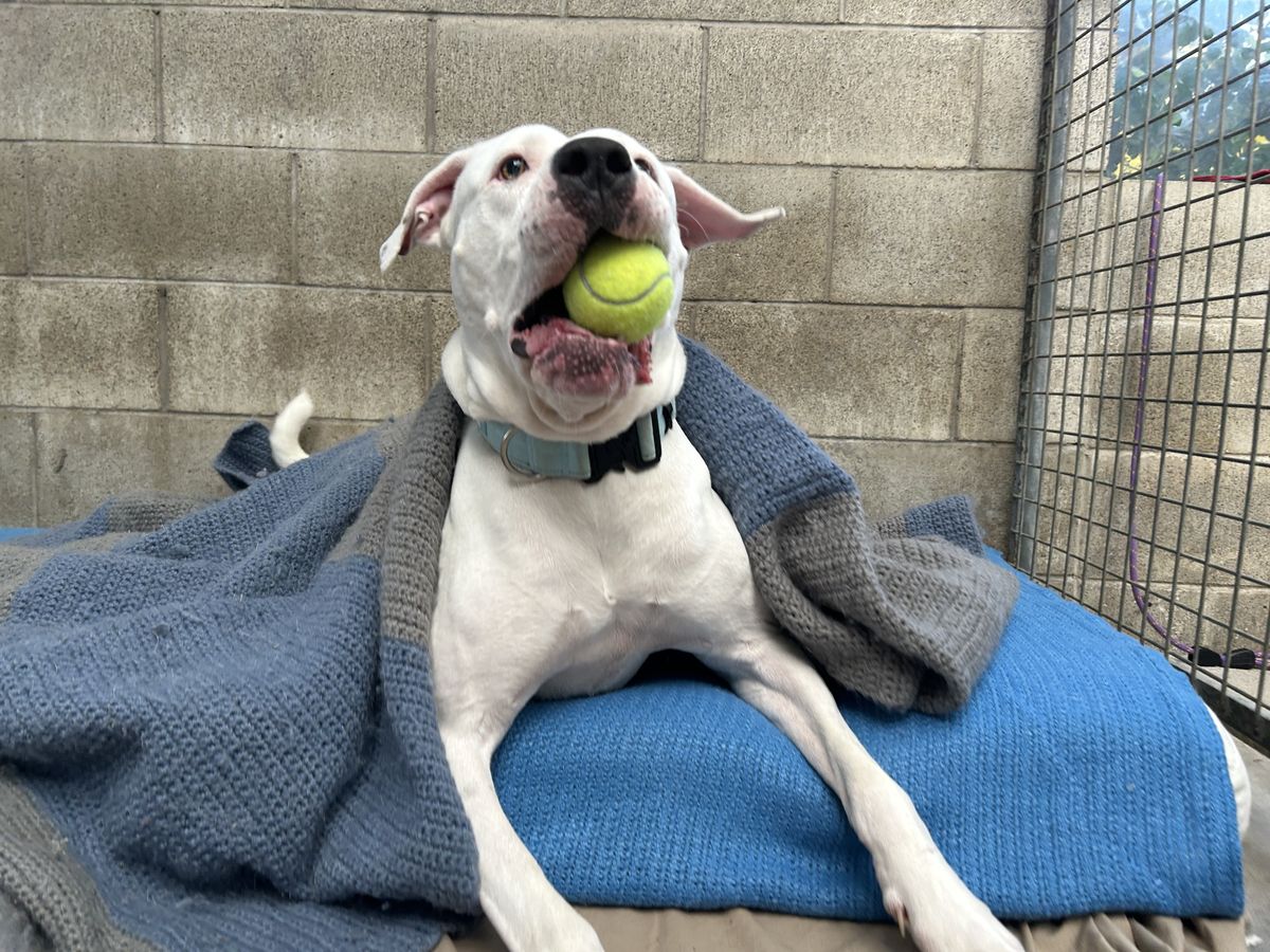 Gallery image: Cooper