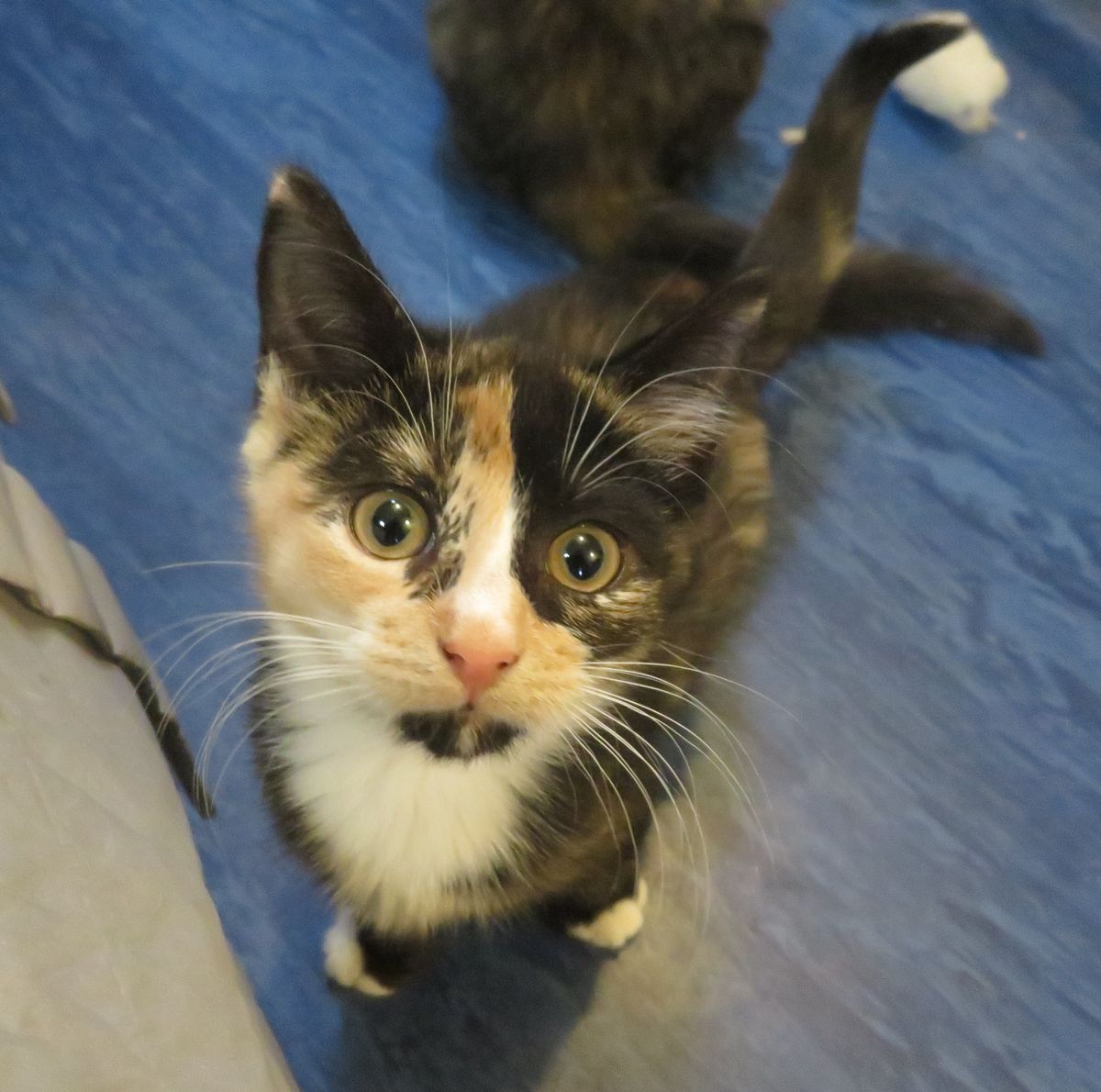 Gallery image: Tiffany