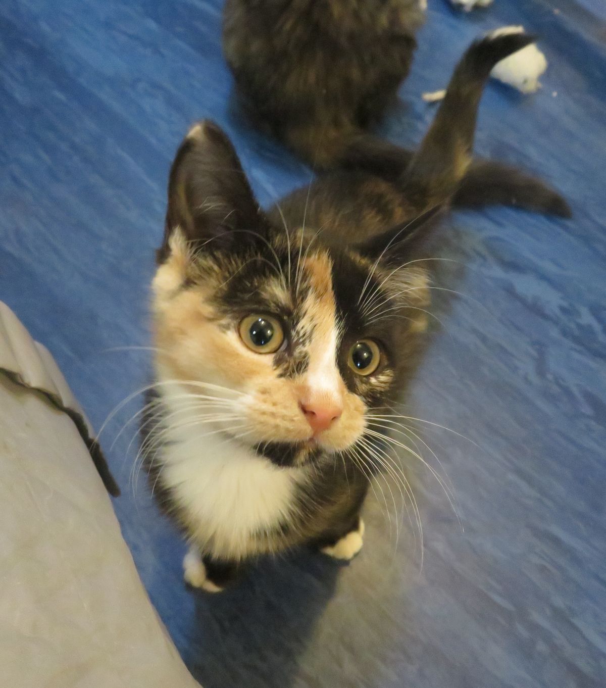 Gallery image: Tiffany