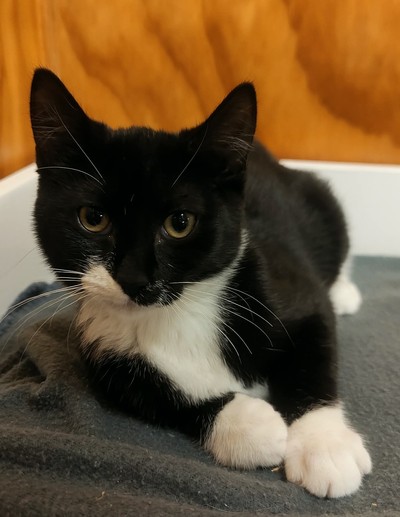 Rose - Domestic Short Hair