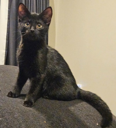 Shine - Domestic Short Hair
