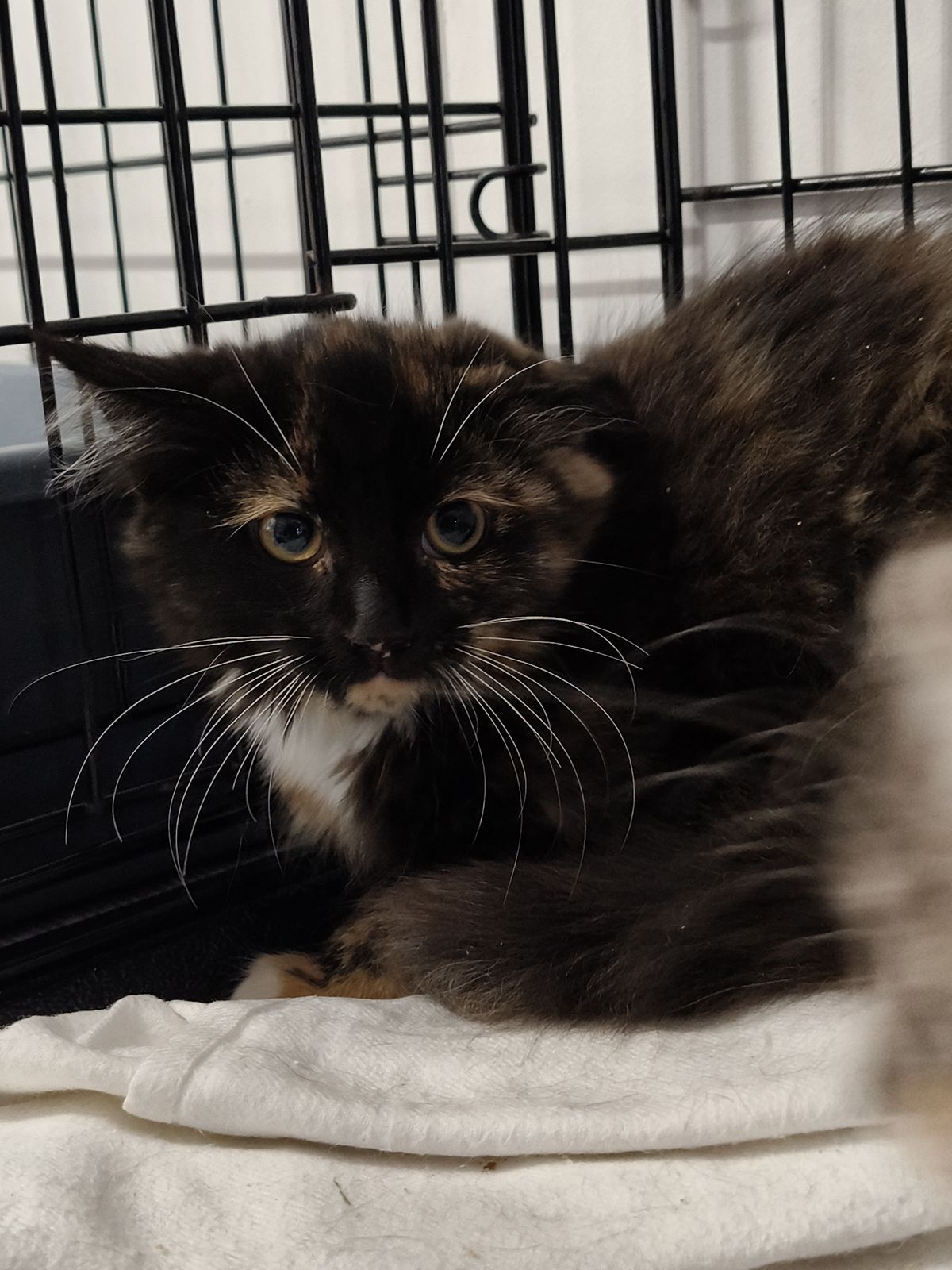 Gallery image: Petal