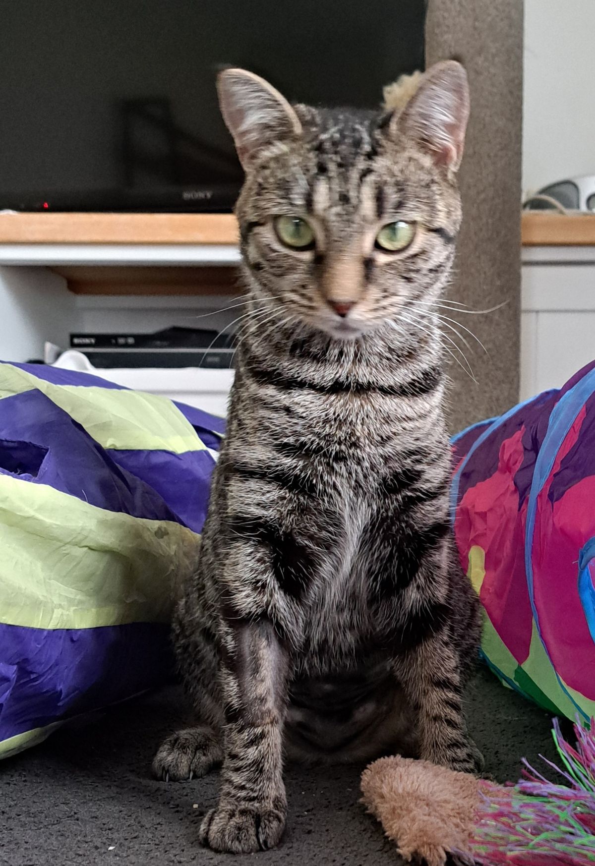 Gallery image: Lolly