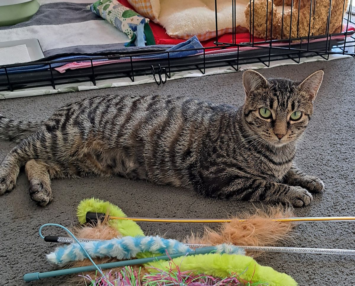 Gallery image: Lolly