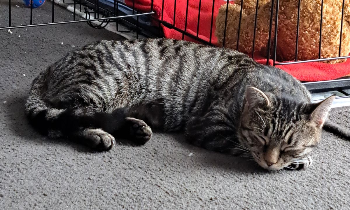 Gallery image: Lolly