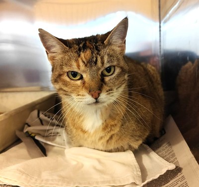 Gorgeous - Domestic Short Hair