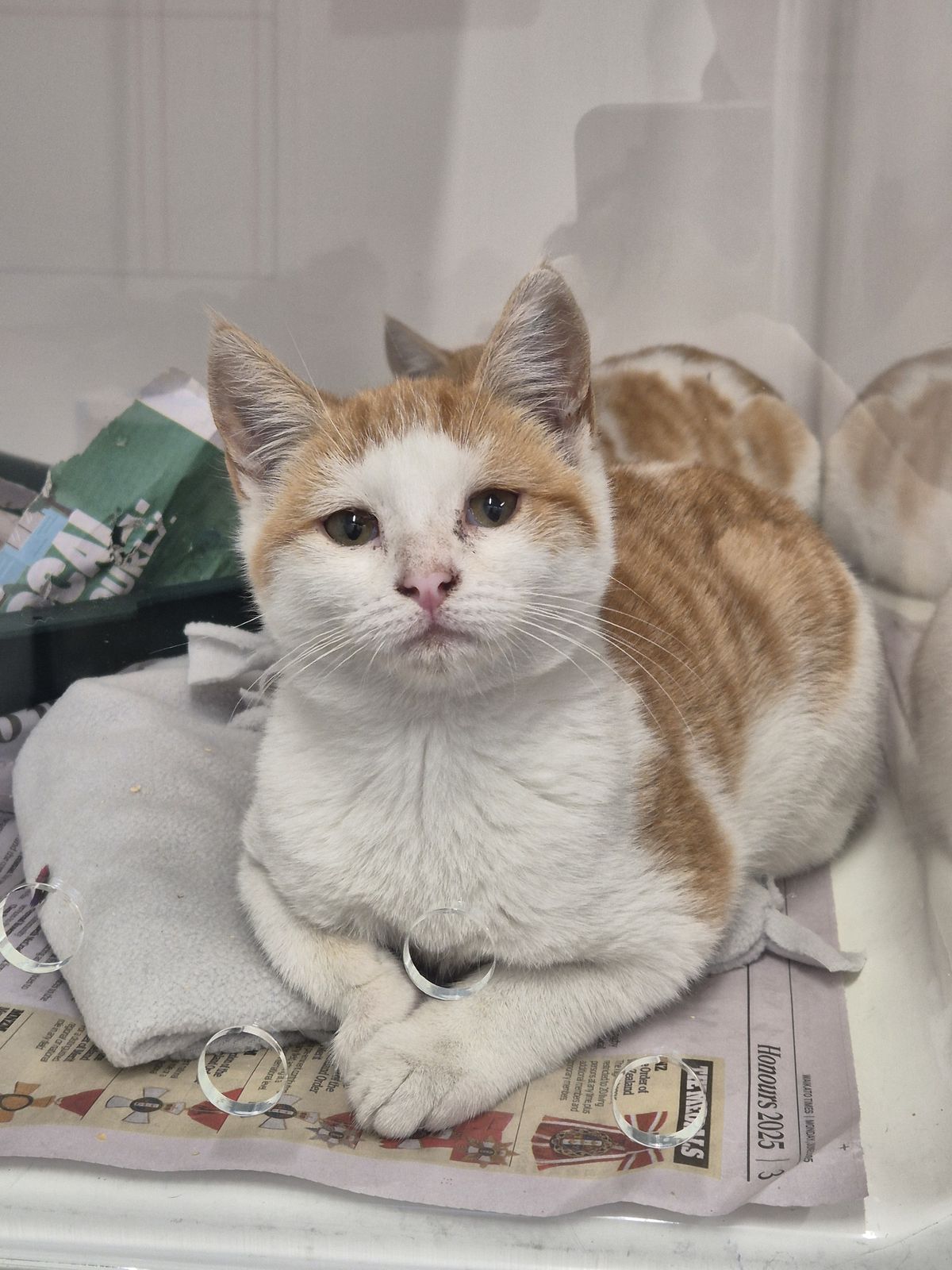 Gallery image: Cheddar