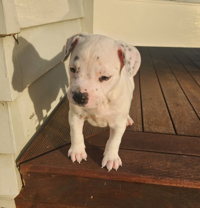 Opal  - Medium Cross Breed