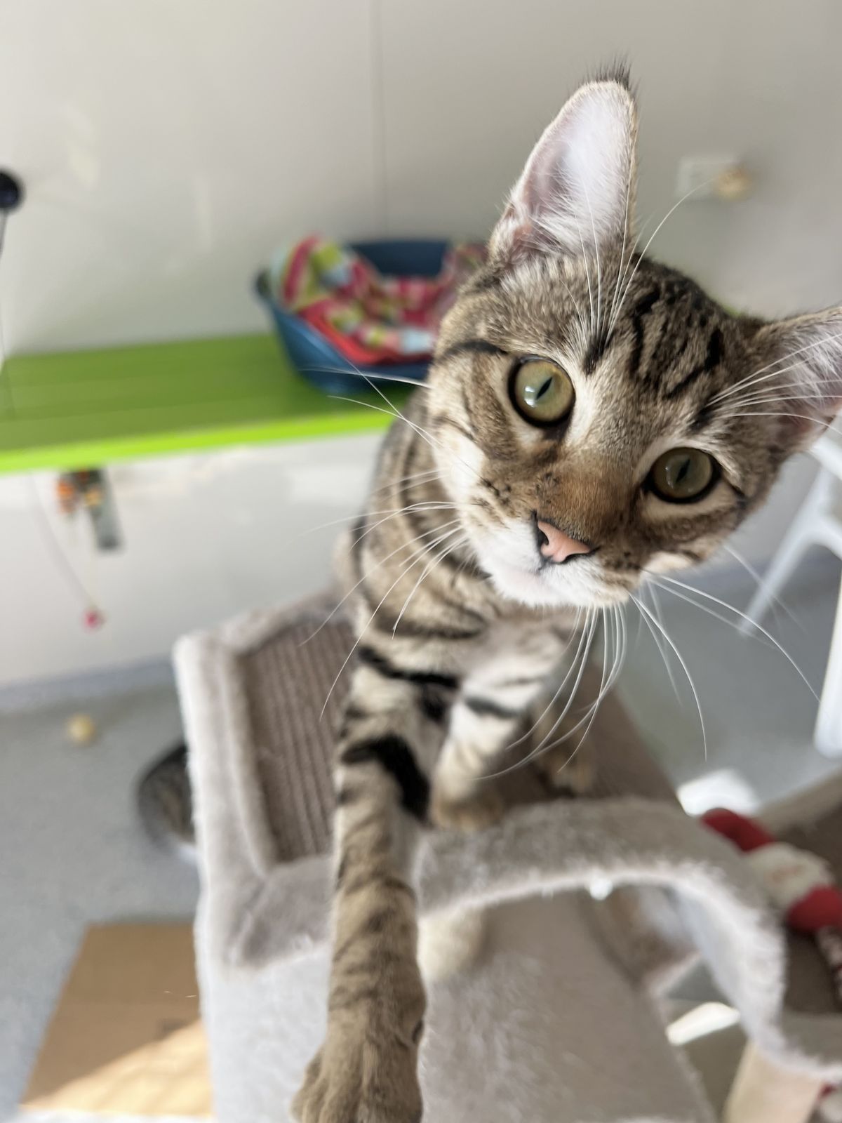 Gallery image: Elijah