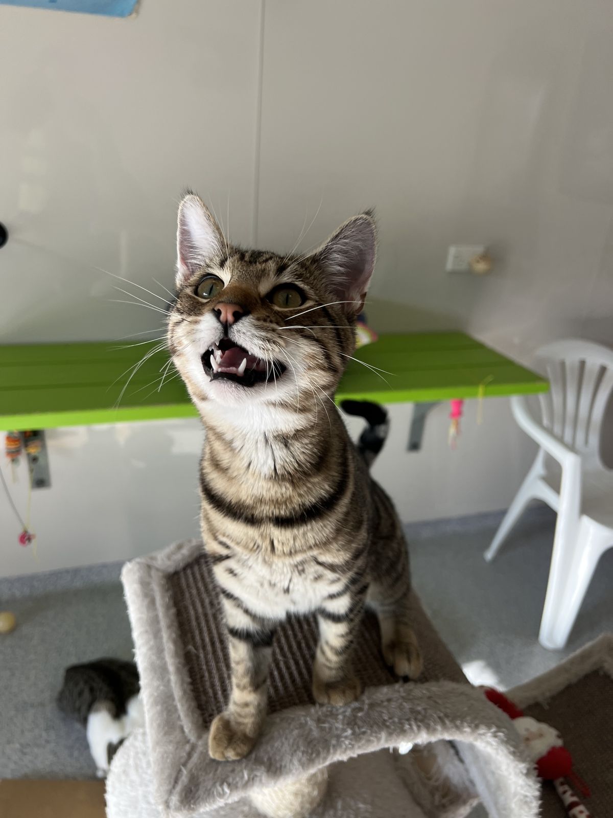 Gallery image: Elijah