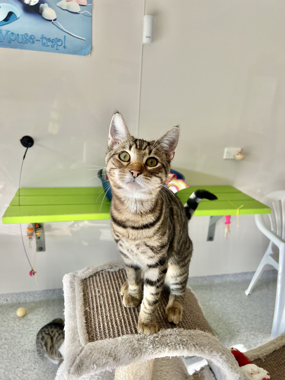 Gallery image: Elijah