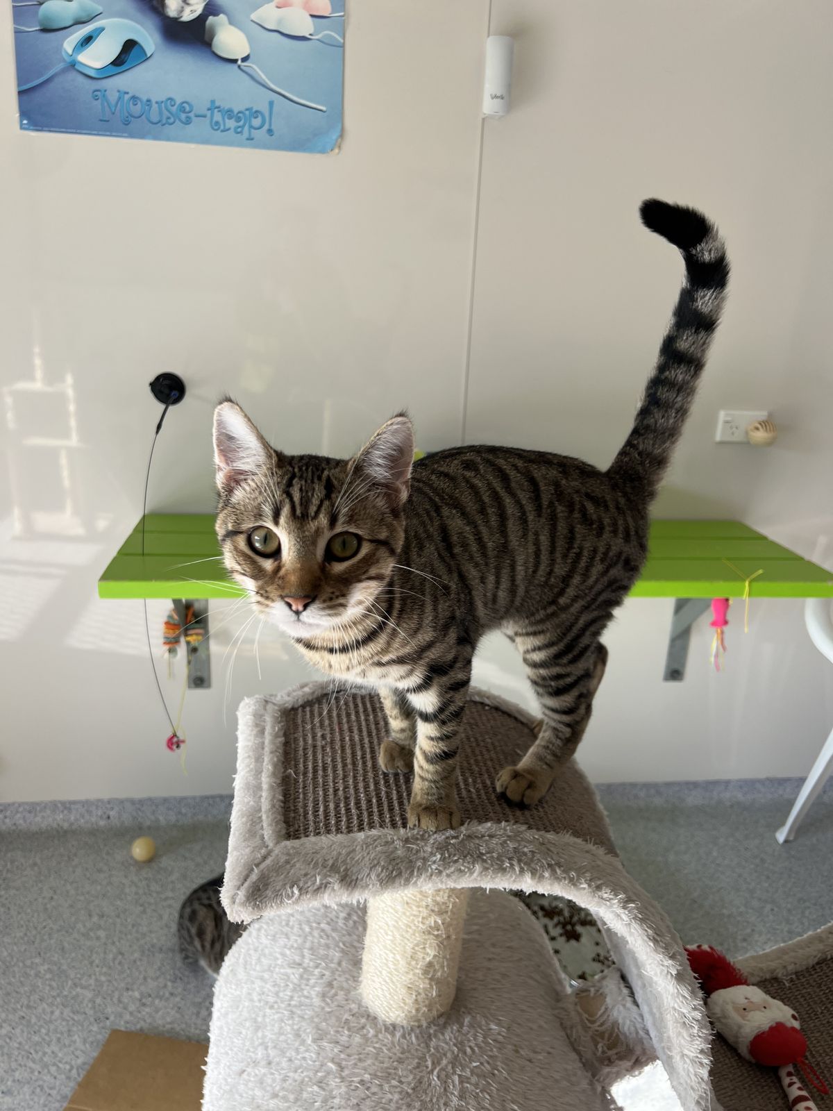 Gallery image: Elijah