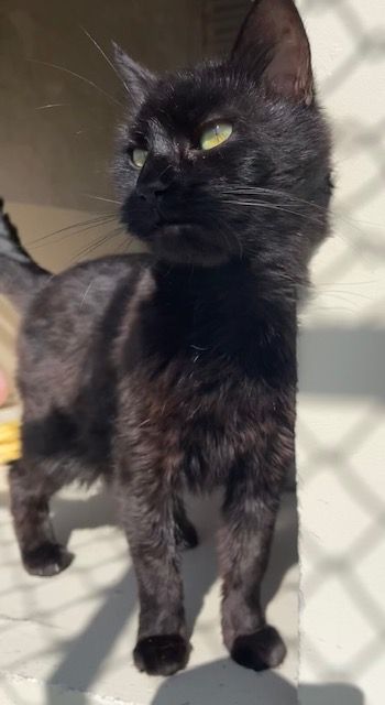 Gallery image: Ebony