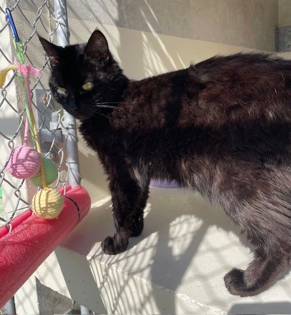 Gallery image: Ebony