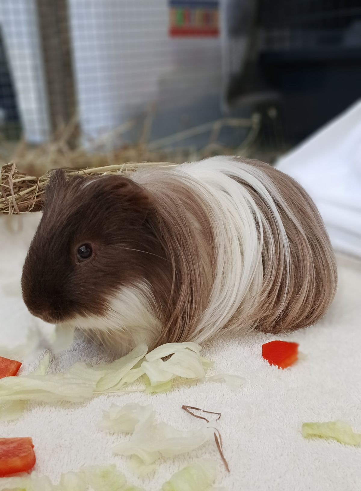 Gallery image: Maple