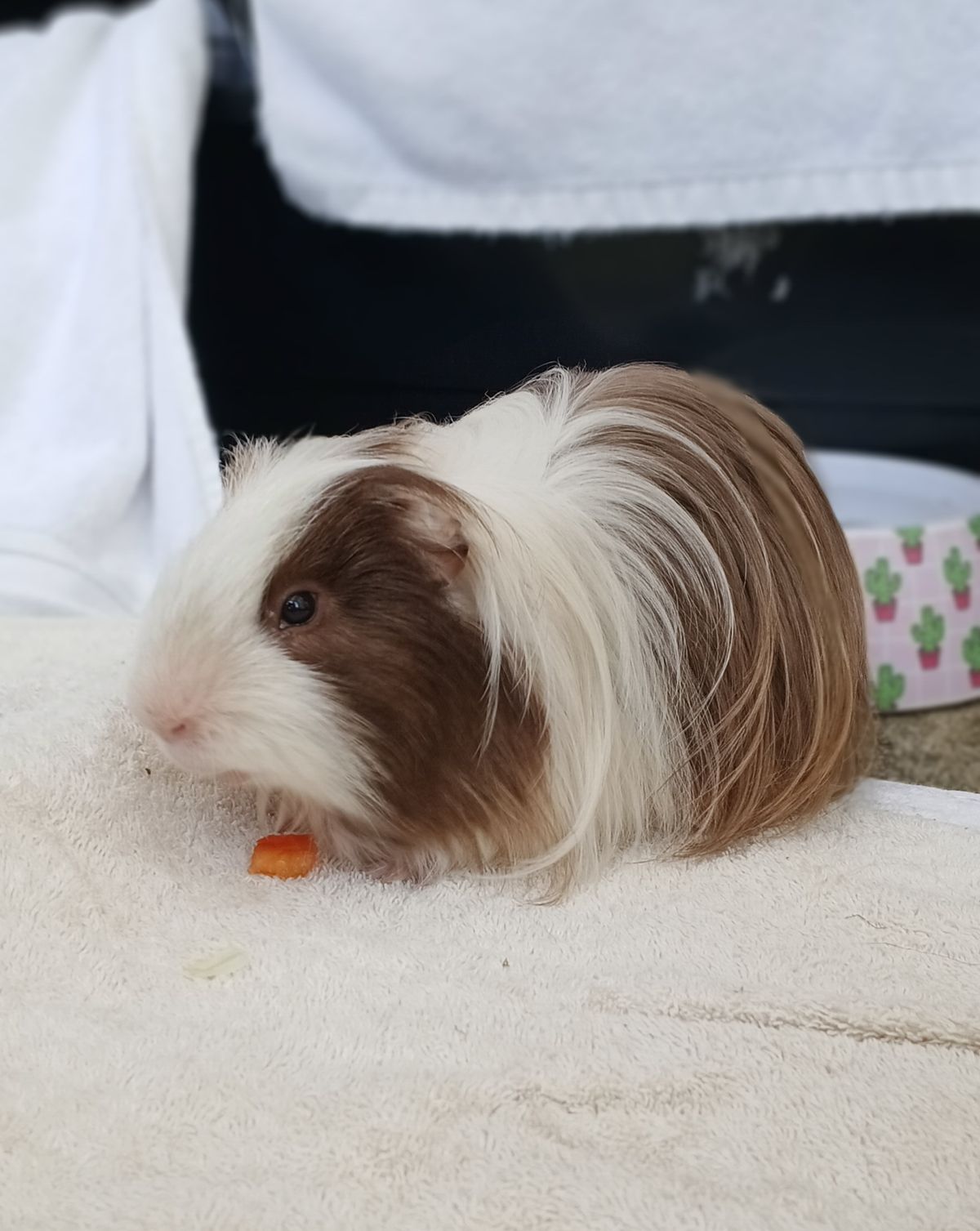 Gallery image: Noodle